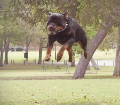 Flip