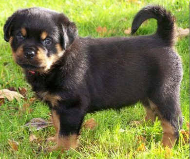 Quincy offspring