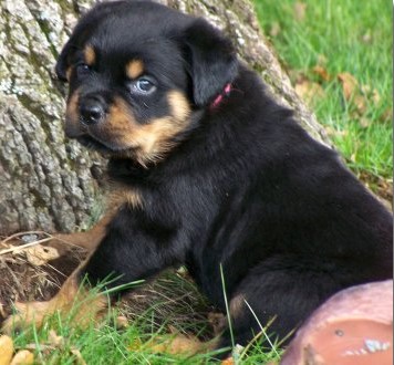 Quincy offspring
