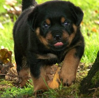 Quincy offspring