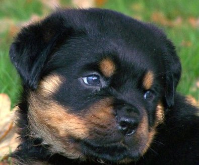 Quincy offspring