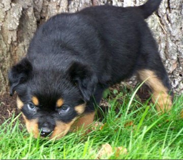 quincy offspring