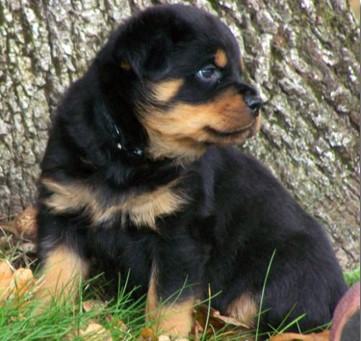 quincy offspring