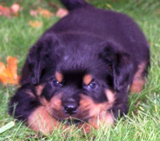 quincy offspring