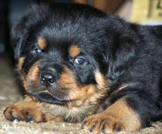quincy offspring