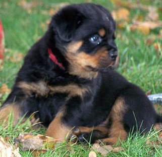 quincy offspring