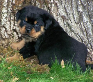 quincy offspring