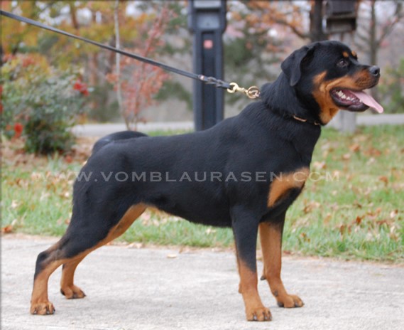 Lilly vom Blaurasen   |   Sire: Quincy vom Plotzschgrund   Dam:   Meggi von Herrschaft