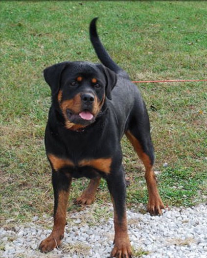 Lancelot vom Blaurasen   |    |  rottweilers  |   Sire: Quincy vom   Plotzschgrund  |   Dam: Meggi von Herrschaft