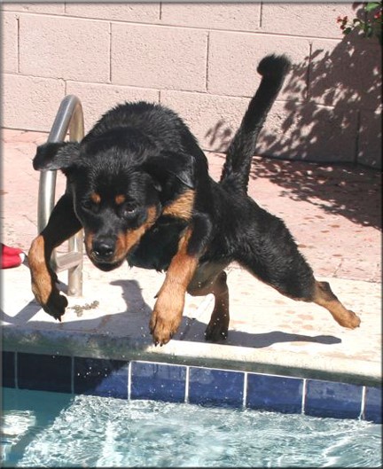 Lexi vom Blaurasen   |    |  rottweilers  |   Sire: Quincy vom   Plotzschgrund  |   Dam: Meggi von Herrschaft