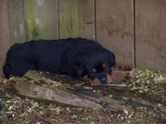 Quincy vom Plotzgrund offspring