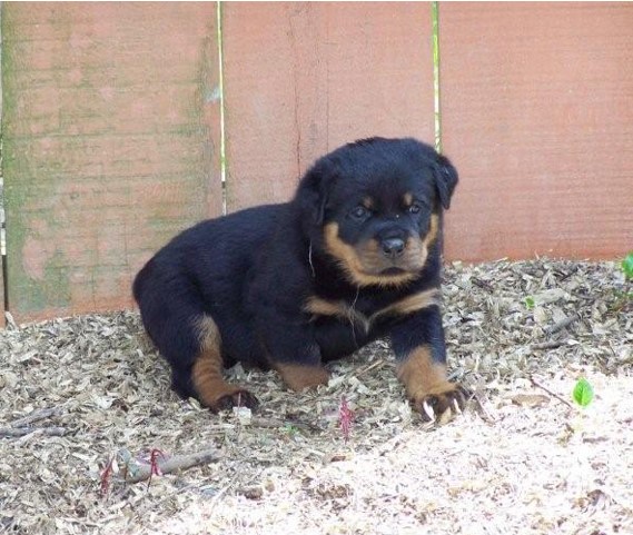 Quincy vom Plotzgrund offspring