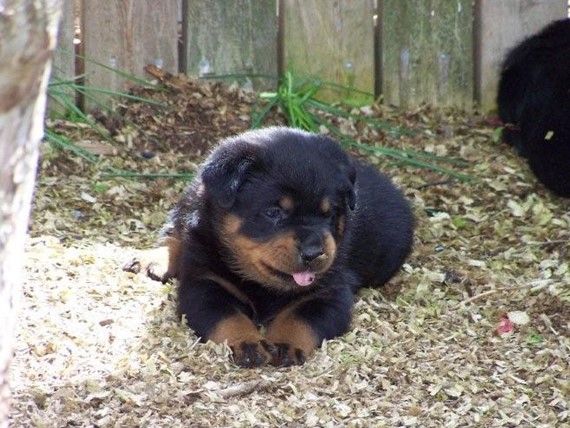 Quincy vom Plotzgrund offspring