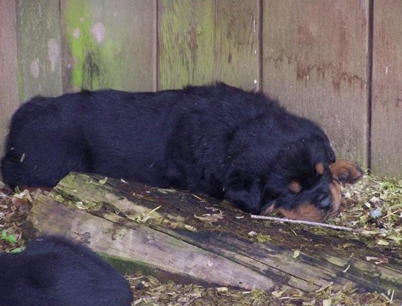 Quincy vom Plotzgrund offspring