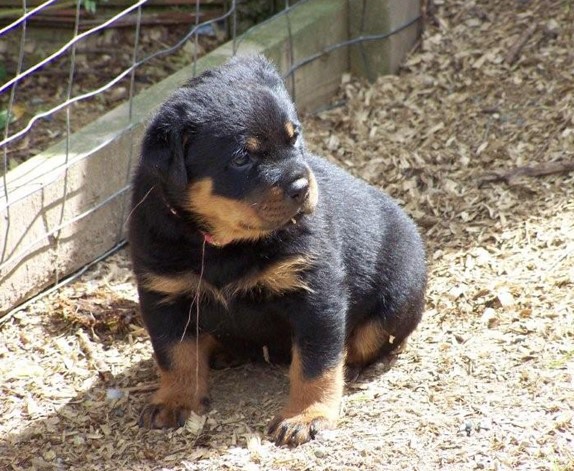 Quincy vom Plotzgrund offspring