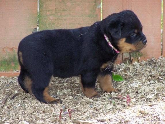 Quincy vom Plotzgrund offspring