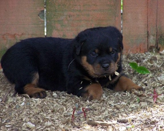 Quincy vom Plotzgrund offspring
