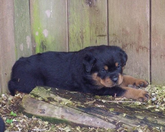 Quincy vom Plotzgrund offspring