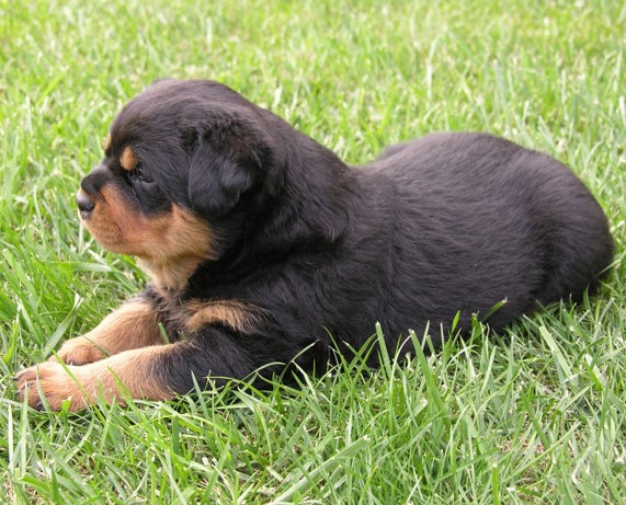 Regal Valley's Million Dollar Baby