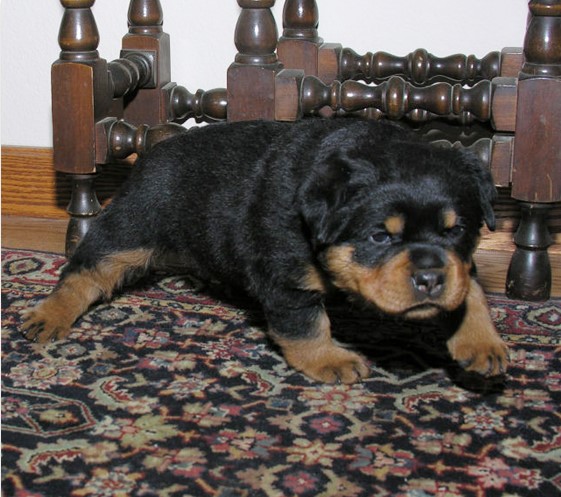 Regal Valley's Million Dollar Baby