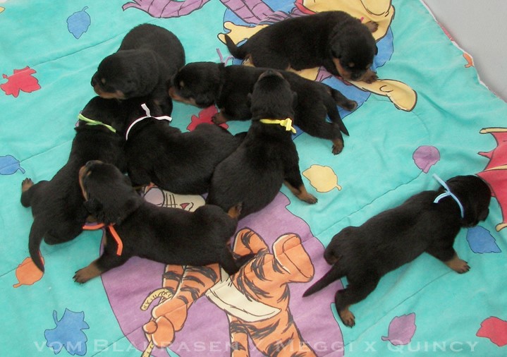 vom Blaurasen Rottweiler L litter