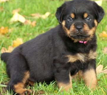 Quincy offspring