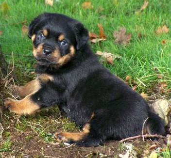 Quincy offspring